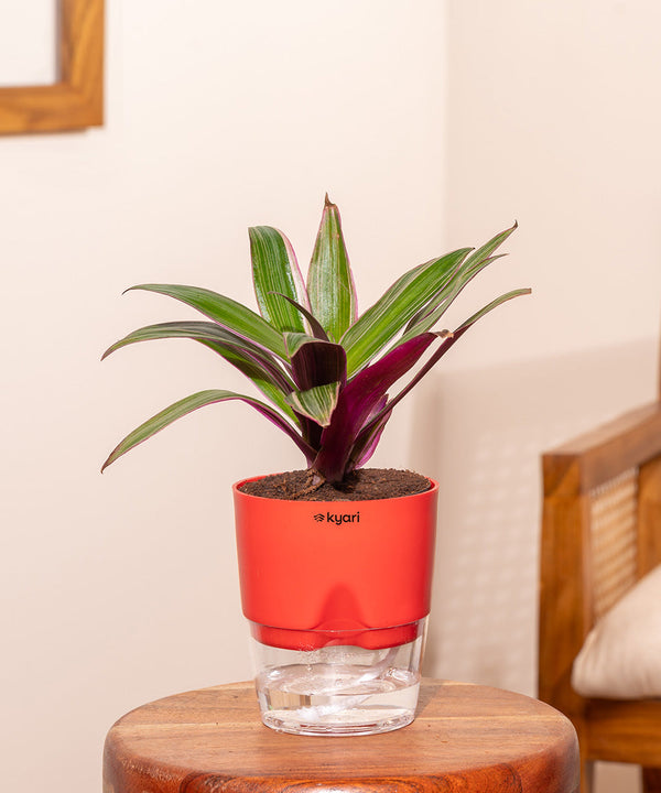 Variant image