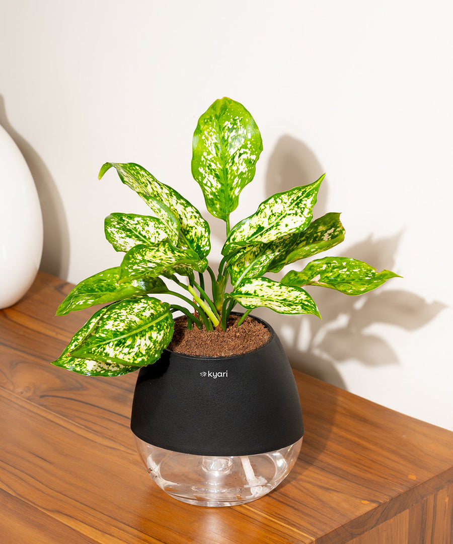 Variant image