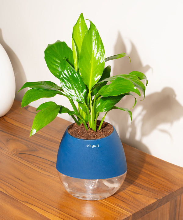Variant image