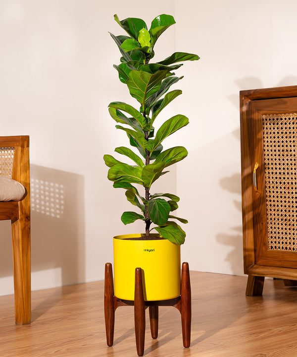 Variant image