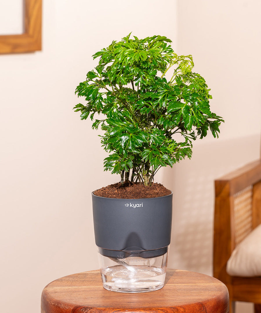 Variant image