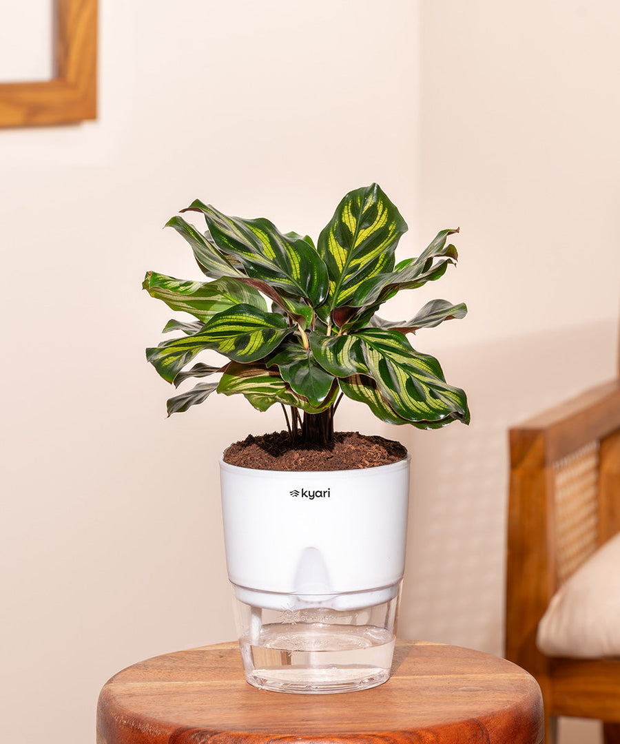 Variant image
