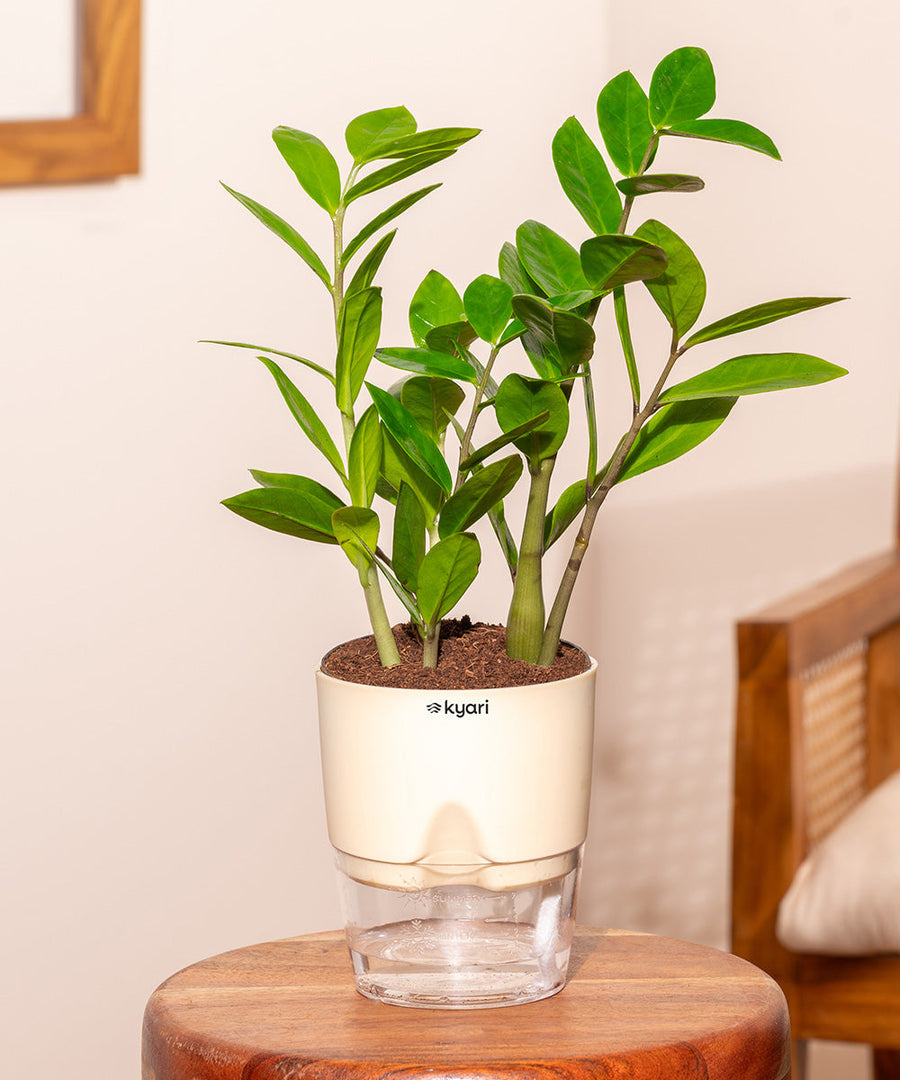 Variant image