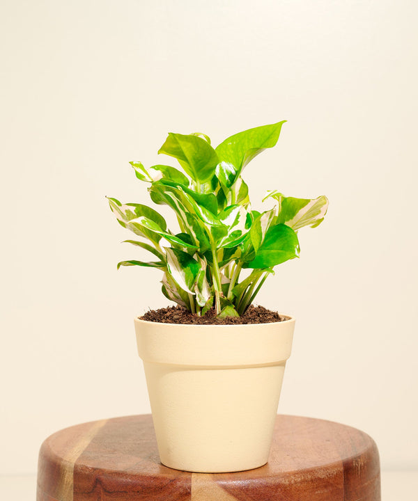 Variant image