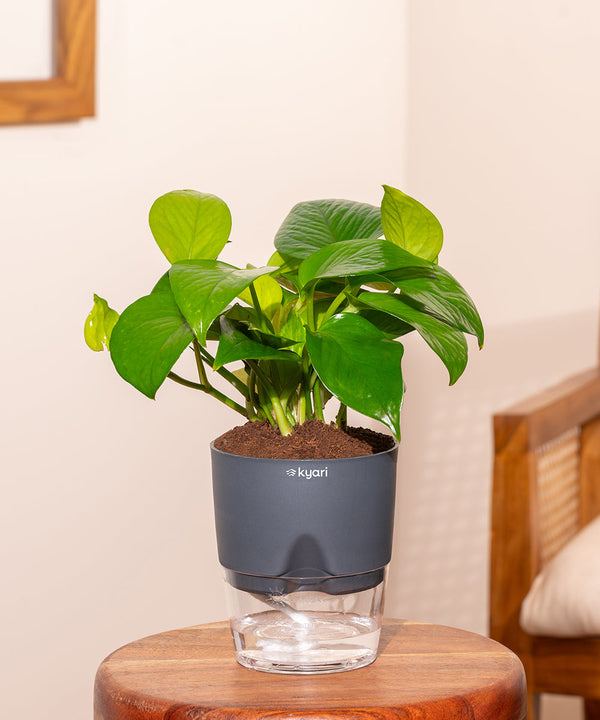 Variant image