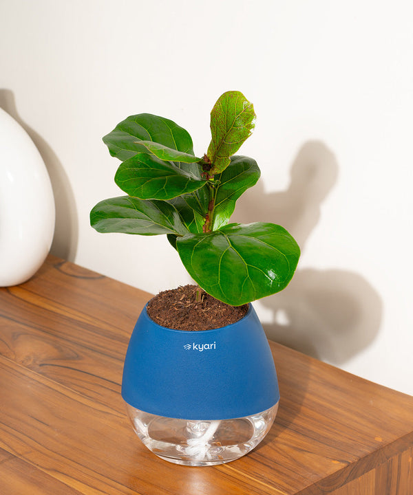 Variant image