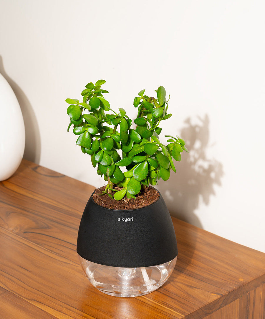 Variant image