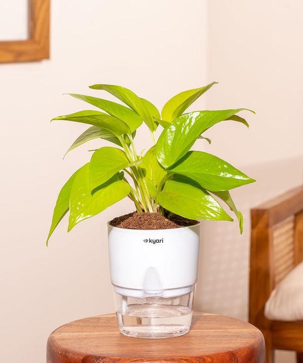 Variant image