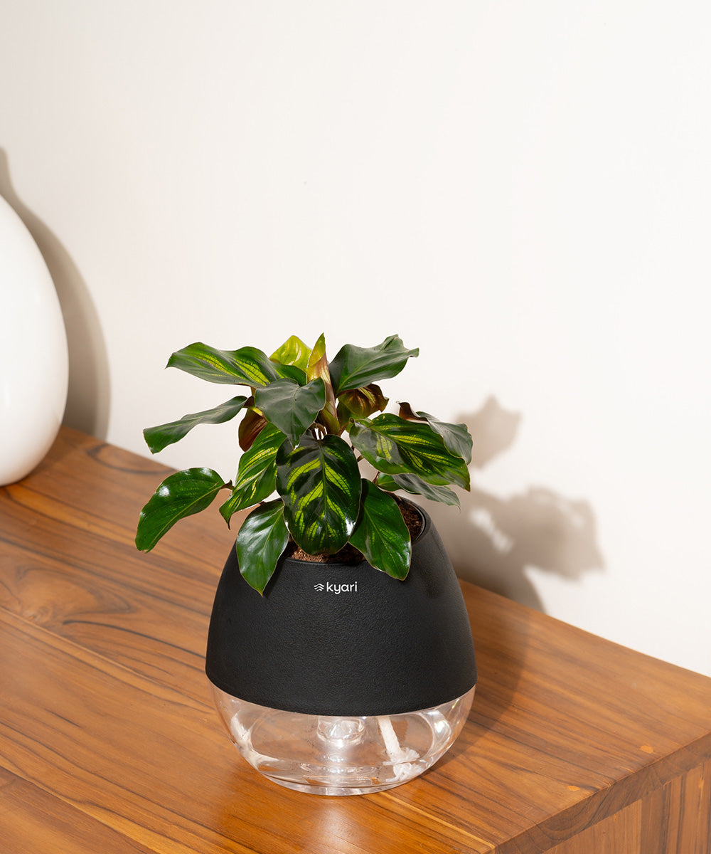 Variant image