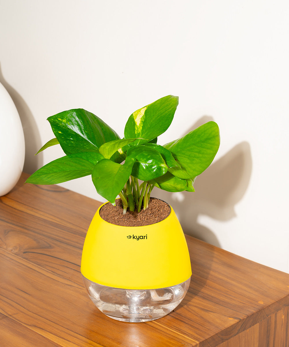 Variant image