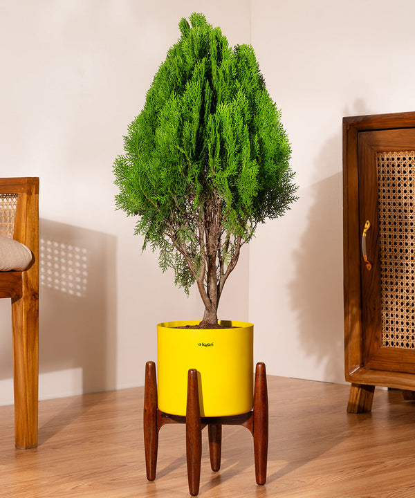 Variant image