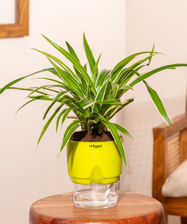 Variant image