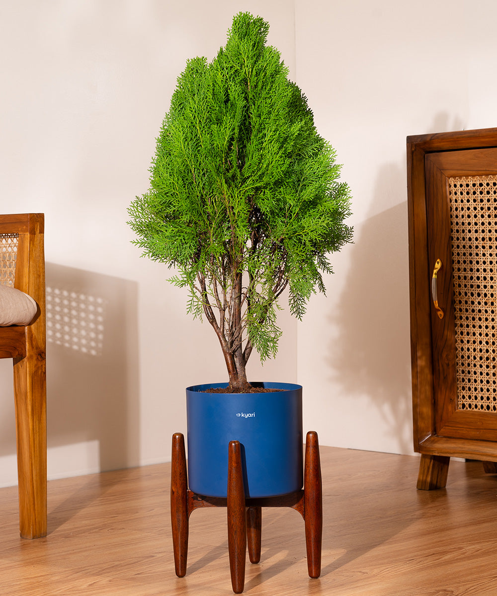 Variant image