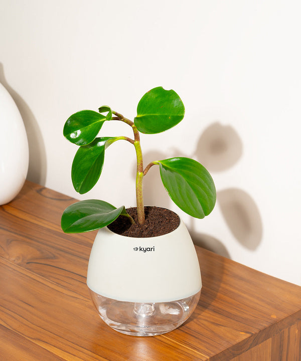 Variant image