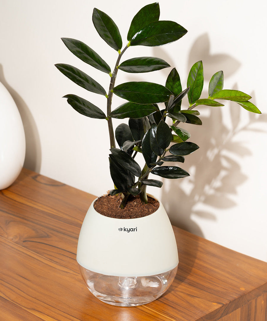 Variant image