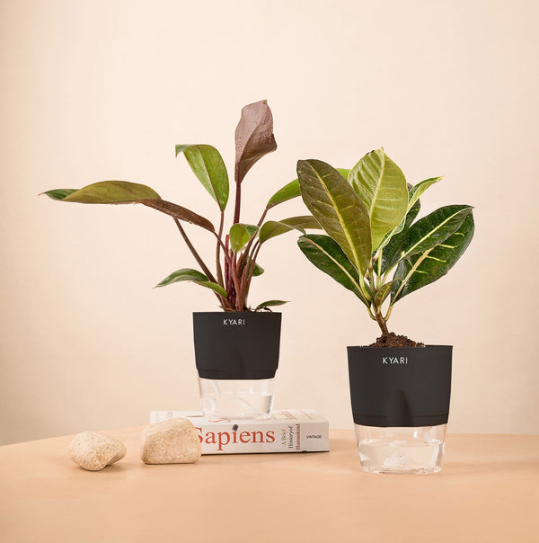 Variant image