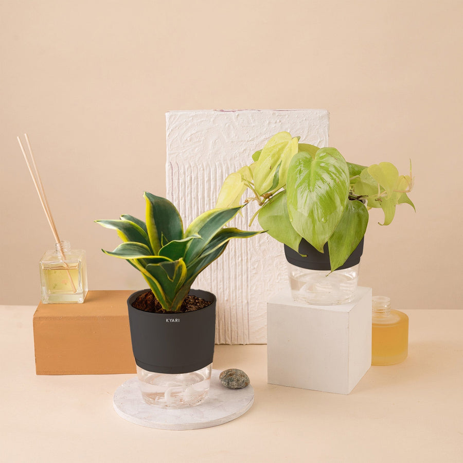 Variant image