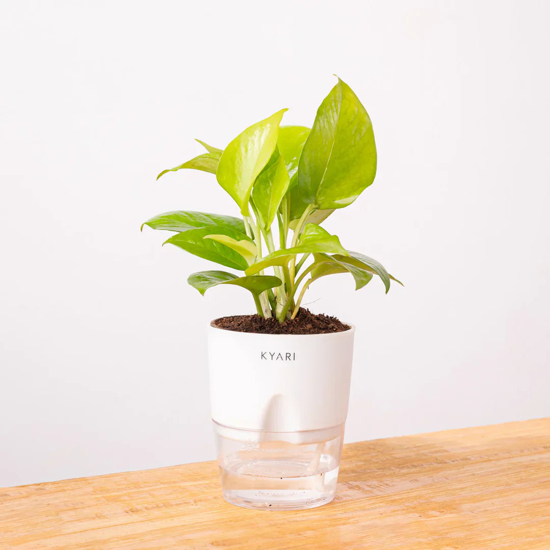 Variant image