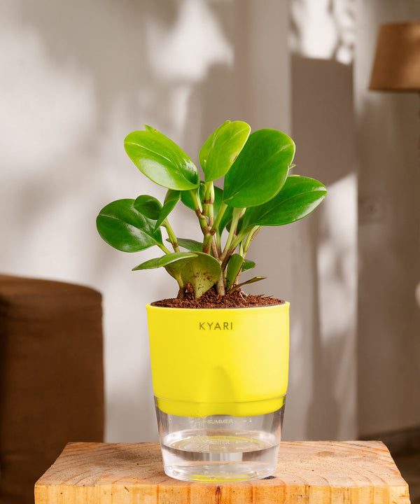Variant image