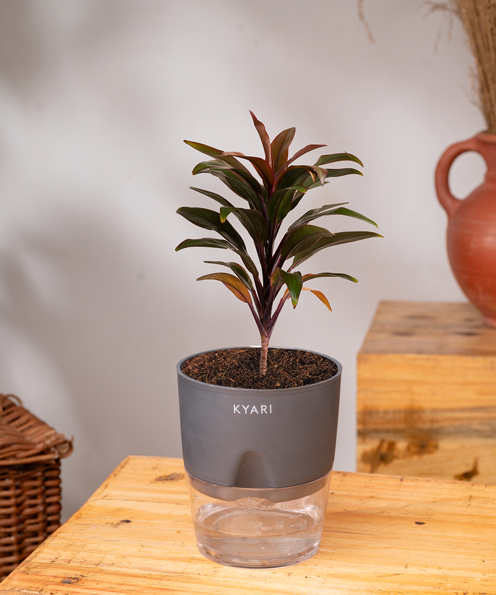 dracaena coffee Buy Dracaena Coffee Plant - BYOB in India at Best Price