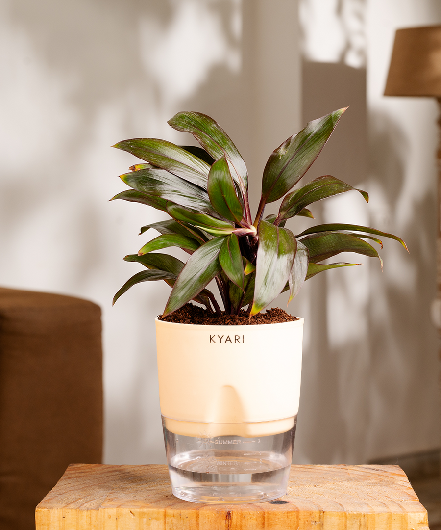 Variant image