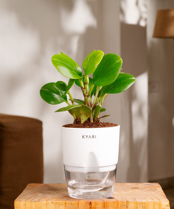 Variant image