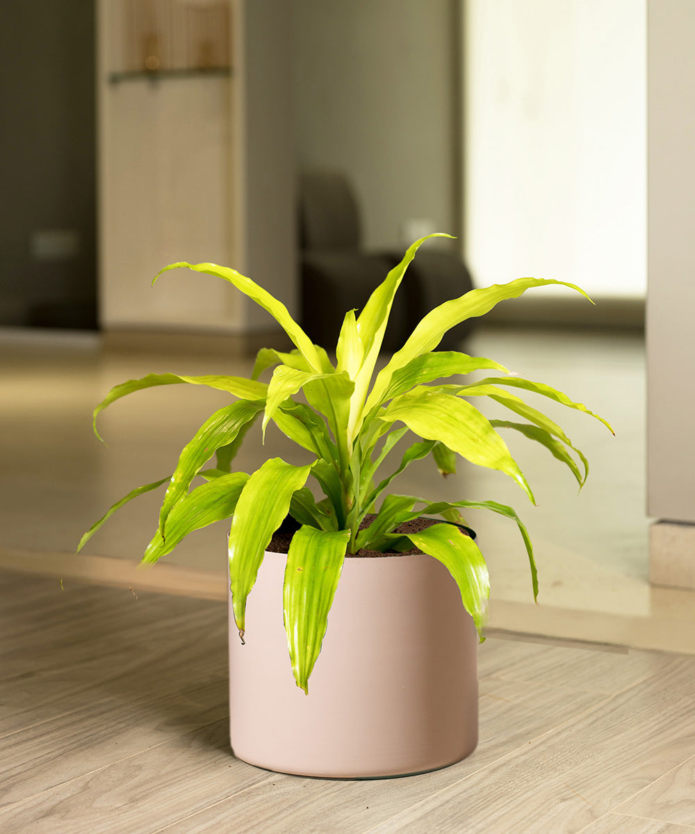 Variant image
