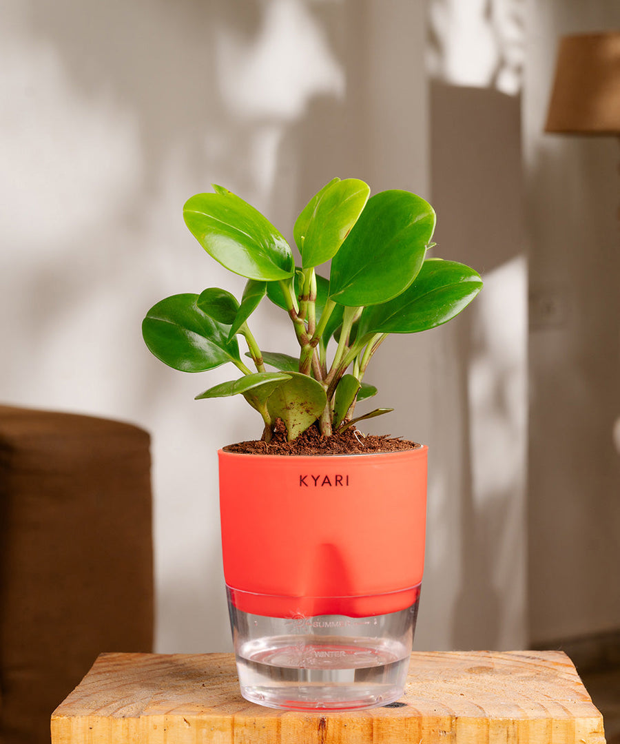 Variant image