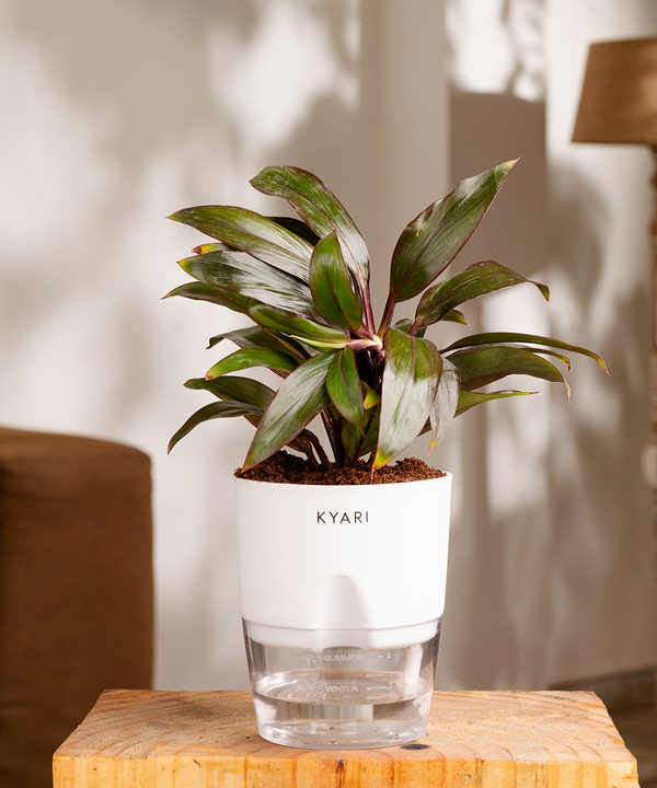 Variant image