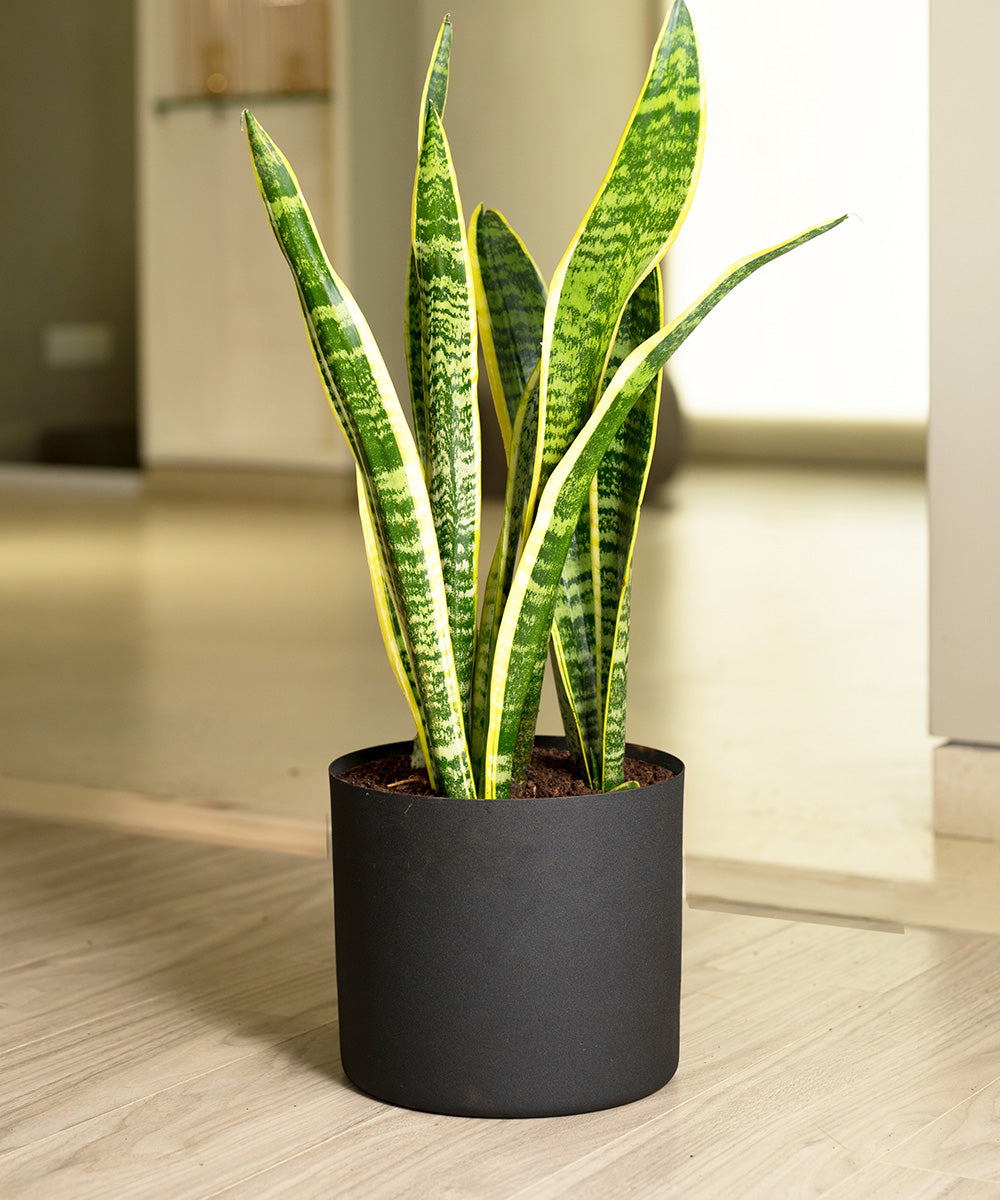 Variant image