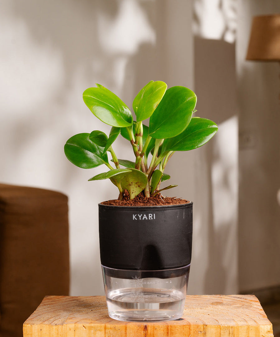 Variant image