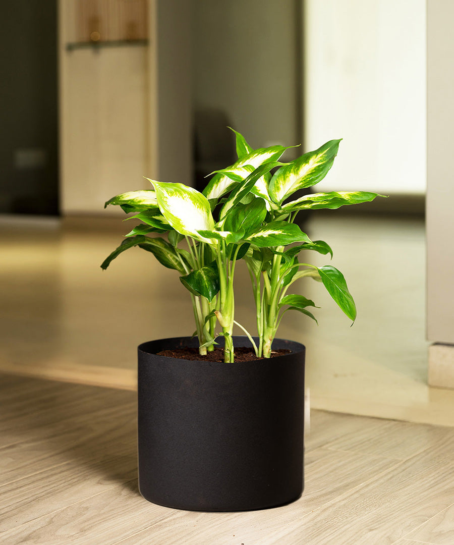 Variant image