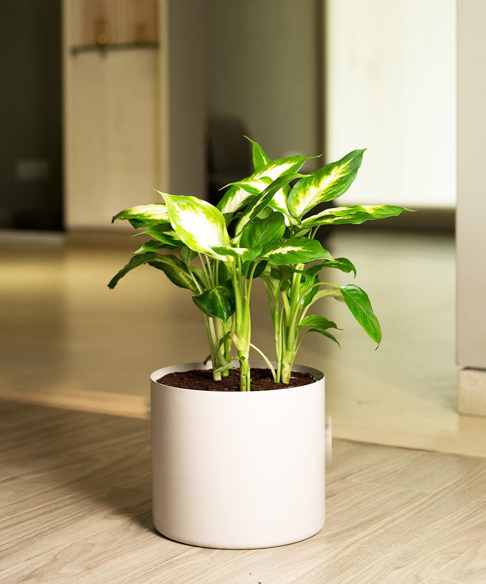 Variant image