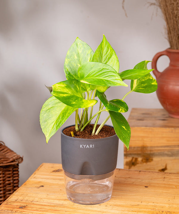 Variant image