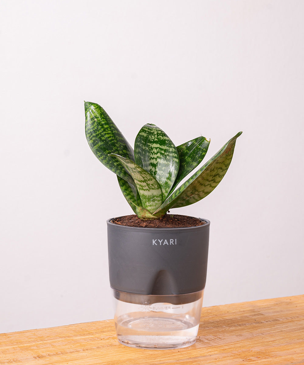 Variant image