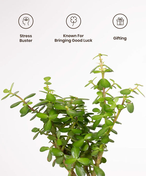 25
