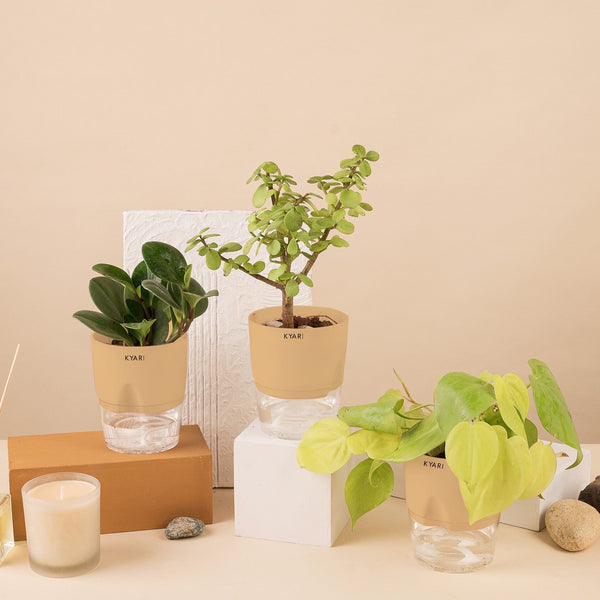 Variant image