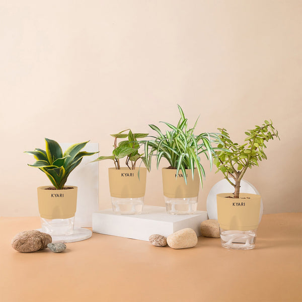 Variant image
