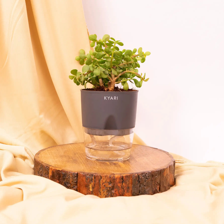 Variant image