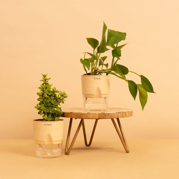 Variant image