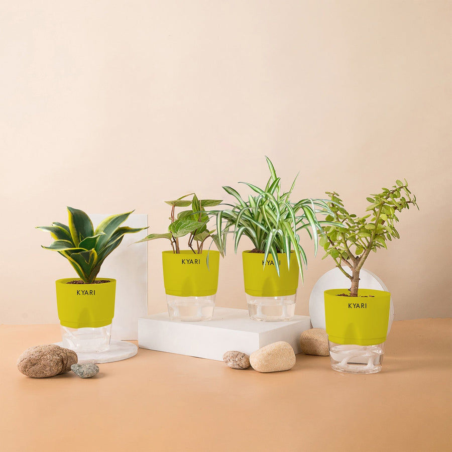 Variant image