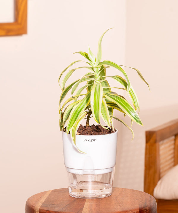 Variant image